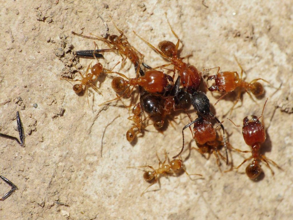 Formiche: Convivenza o Schiavismo? Guerra tra Pheidole e Aphaenogaster